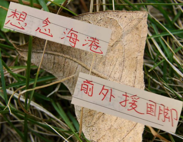 华体会下载-中超三大豪门 就差海港没有外援国脚了 球迷想念奥斯卡吗